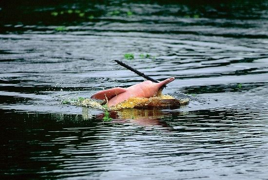 Pink Dolphins Of The Peruvian Amazon
